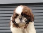 Shihtzu Puppies