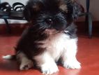 Shihtzu Puppies