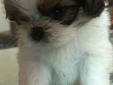 ShihTzu Puppies