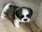 Shih Tzu Puppy