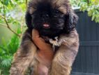 Shih Tzu Puppies