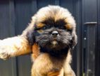 Shih Tzu Puppies