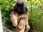 Shih Tzu Puppies