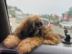 Shih Tzu Puppies