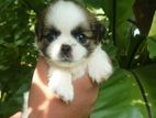 Shih Tzu Puppy