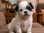 Shihtzu