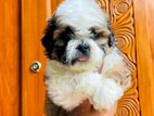 Shihtzu Puppies