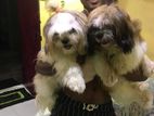 Shih Tzu Puppies