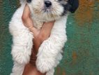 Shihtzu Puppy
