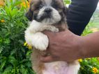 Shihtzu Puppies