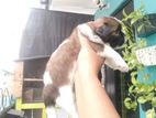 shihtzu