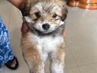 shihtzu