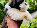 Shihtzu