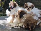 Shih Tzu Puppy