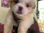 Shihtzu