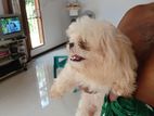 Shih Tzu Puppies