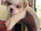 Shih Tzu Puppies