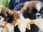 Shihtzu Puppies