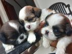 Shih Tzu Puppies