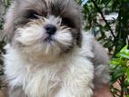 Shihtzu Puppies