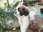 Shihtzu Puppy