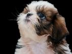 Shihtzu