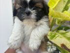 Shih Tzu Puppy