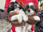 Shih Tzu Puppy