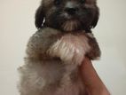 Shihtzu puppies