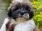 Shih Tzu Puppies