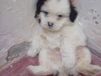 ShihTzu Puppy