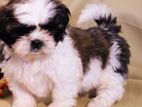 shihtzu