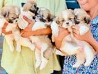 Shihtzu Puppies