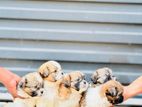 Shih Tzu Puppies