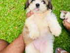 Shih Tzu Puppies