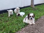shihtzu