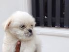 shihtzu