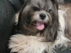 Shihtzu Puppy