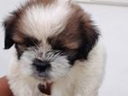 shihtzu