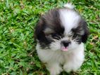 SHIHTZU