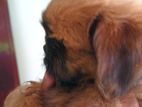 Shihtzu