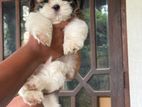 Shih Tzu Puppies
