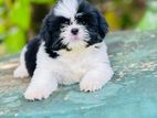 Shih Tzu Puppy