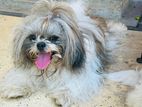 Shih Tzu Dog
