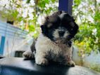 Shih Tzu Puppy