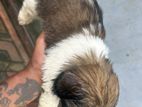 shihtzu