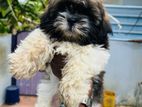 shihtzu