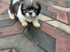 Shihtzu Puppies