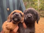 Shihtzu Puppy
