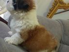Shihtzu Puppy